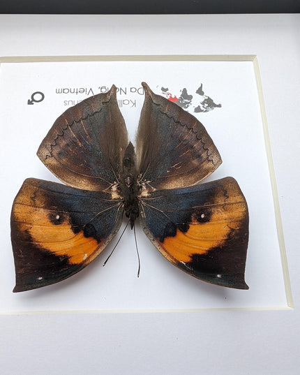 Framed orange oakleaf butterfly, kallima inachus, entomology wall art