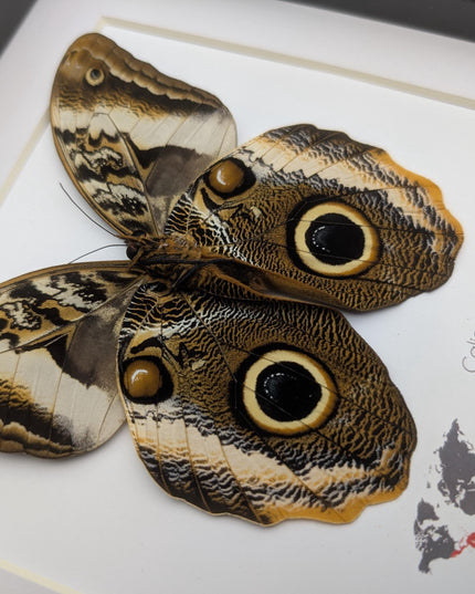 Framed caligo atreus butterfly, yellow-edged owl, indigo and gold, 8x8