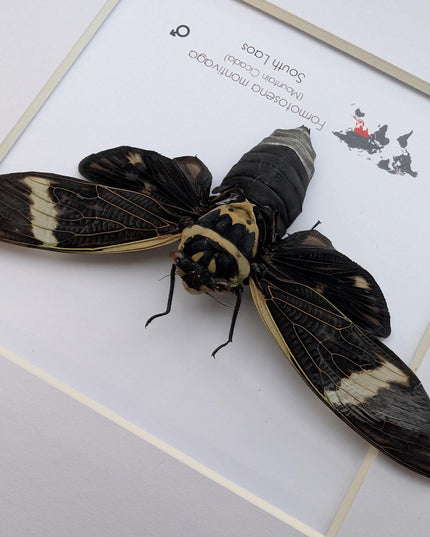 Framed sumbooms giant cicada: ethically sourced entomology art
