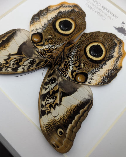 Framed caligo atreus butterfly, yellow-edged owl, indigo and gold, 8x8