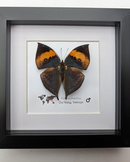 Framed orange oakleaf butterfly, kallima inachus, entomology wall art