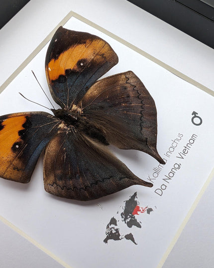 Framed orange oakleaf butterfly, kallima inachus, entomology wall art
