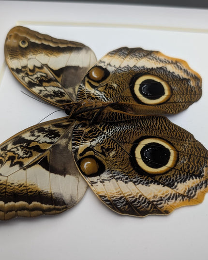 Framed caligo atreus butterfly, yellow-edged owl, indigo and gold, 8x8