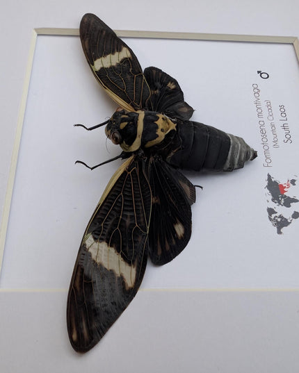 Framed sumbooms giant cicada: ethically sourced entomology art
