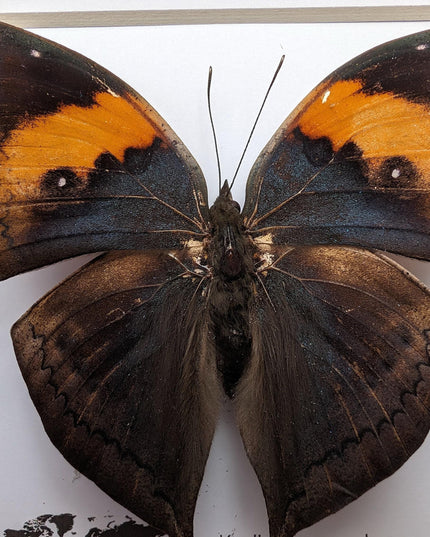 Framed orange oakleaf butterfly, kallima inachus, entomology wall art