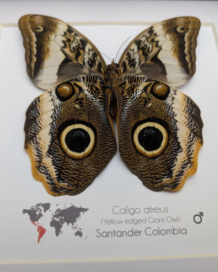 Framed caligo atreus butterfly, yellow-edged owl, indigo and gold, 8x8
