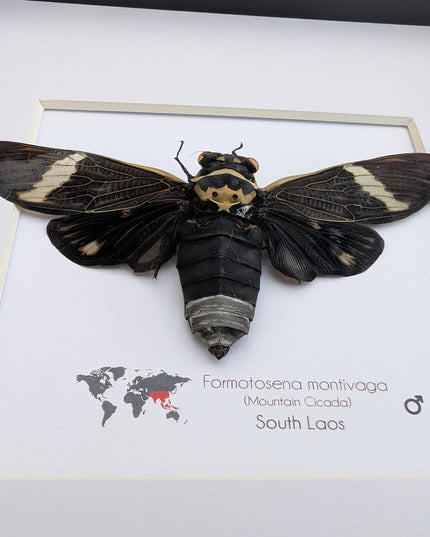 Framed sumbooms giant cicada: ethically sourced entomology art