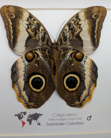 Framed caligo atreus butterfly, yellow-edged owl, indigo and gold, 8x8