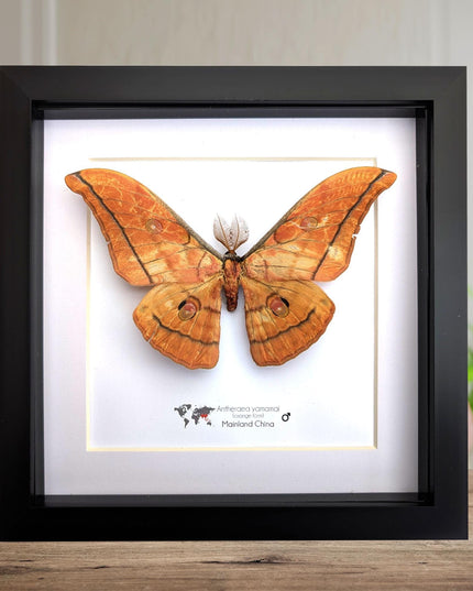 Framed Giant Japanese Silk Moth, Orange Form, Taxidermy Entomology Art