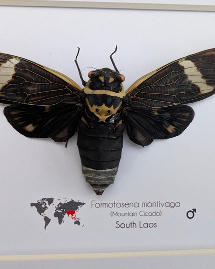 Framed sumbooms giant cicada: ethically sourced entomology art