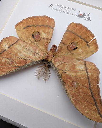 Framed Giant Japanese Silk Moth, Orange Form, Taxidermy Entomology Art