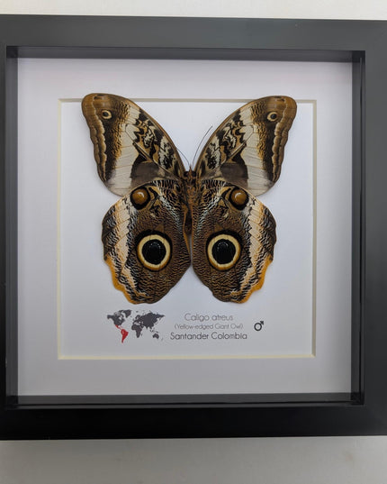 Framed caligo atreus butterfly, yellow-edged owl, indigo and gold, 8x8