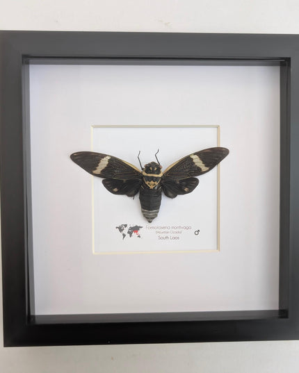 Framed sumbooms giant cicada: ethically sourced entomology art