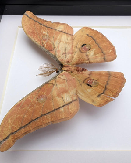 Framed Giant Japanese Silk Moth, Orange Form, Taxidermy Entomology Art