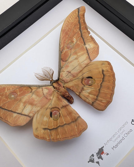 Framed Giant Japanese Silk Moth, Orange Form, Taxidermy Entomology Art