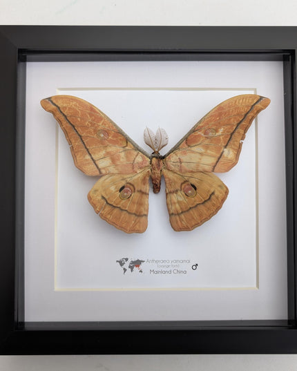 Framed Giant Japanese Silk Moth, Orange Form, Taxidermy Entomology Art