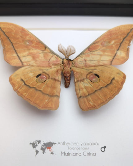 Framed Giant Japanese Silk Moth, Orange Form, Taxidermy Entomology Art