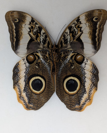 Framed caligo atreus butterfly, yellow-edged owl, indigo and gold, 8x8