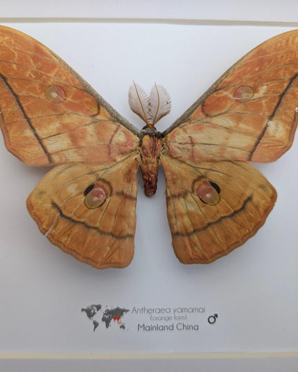 Framed Giant Japanese Silk Moth, Orange Form, Taxidermy Entomology Art
