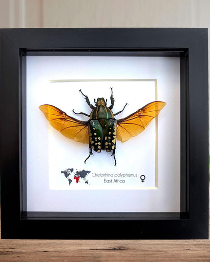 Framed african fruit beetle: chelorrhina polyphemus confluens female (6" x 6")