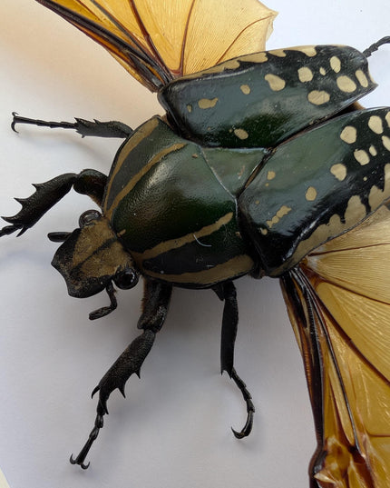 Framed african fruit beetle: chelorrhina polyphemus confluens female (6" x 6")