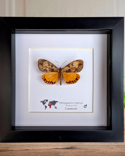 Framed African Satin Moth Taxidermy, Entomology Wall Art, 6x6