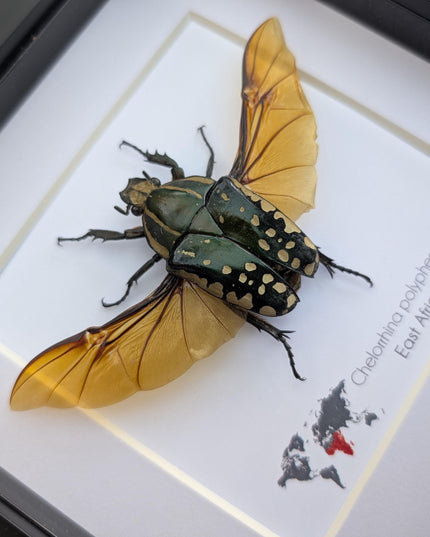 Framed african fruit beetle: chelorrhina polyphemus confluens female (6" x 6")