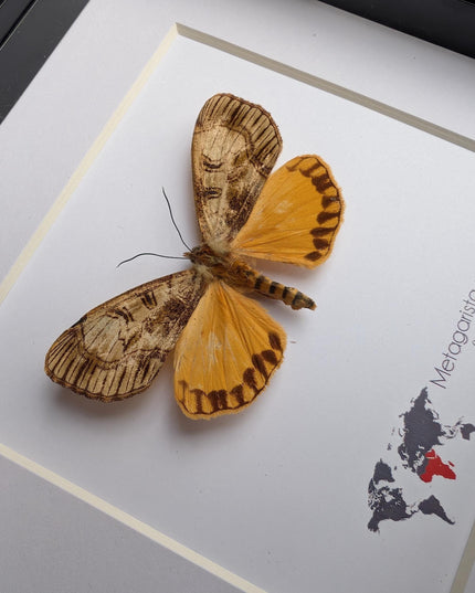Framed African Satin Moth Taxidermy, Entomology Wall Art, 6x6