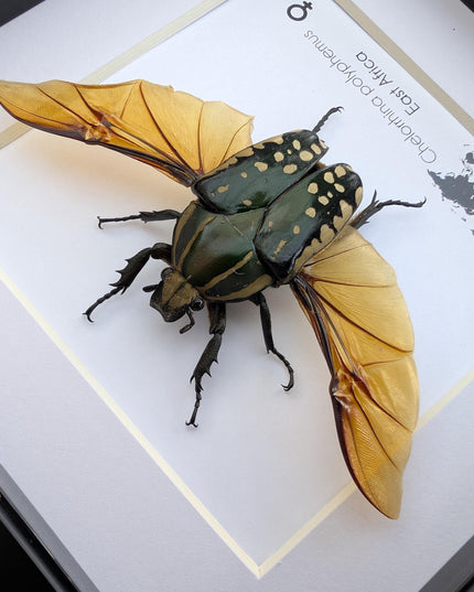 Framed african fruit beetle: chelorrhina polyphemus confluens female (6" x 6")
