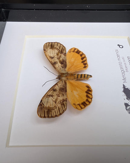 Framed African Satin Moth Taxidermy, Entomology Wall Art, 6x6