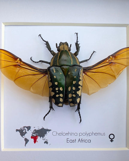 Framed african fruit beetle: chelorrhina polyphemus confluens female (6" x 6")