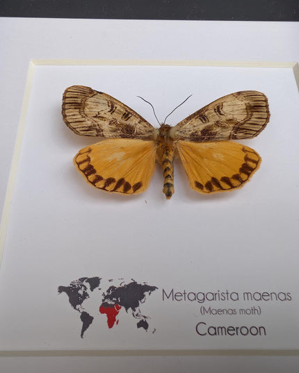 Framed African Satin Moth Taxidermy, Entomology Wall Art, 6x6