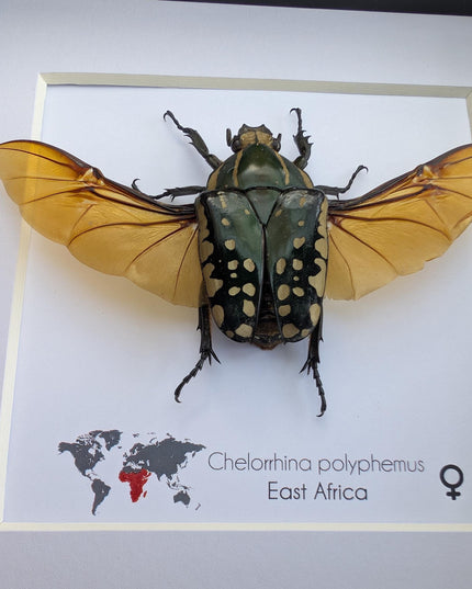 Framed african fruit beetle: chelorrhina polyphemus confluens female (6" x 6")