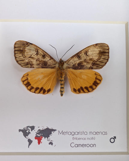 Framed African Satin Moth Taxidermy, Entomology Wall Art, 6x6