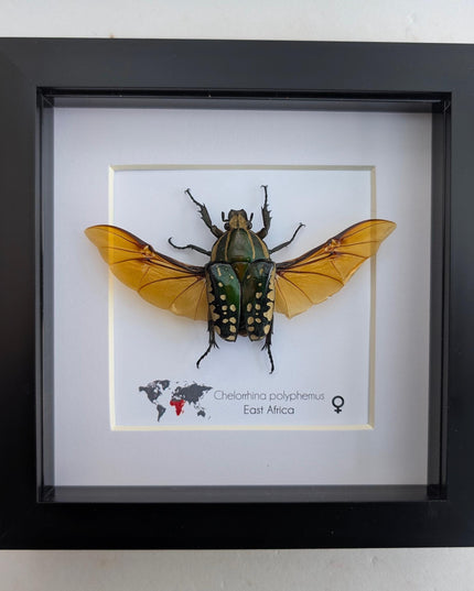 Framed african fruit beetle: chelorrhina polyphemus confluens female (6" x 6")