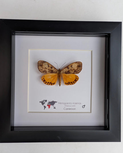 Framed African Satin Moth Taxidermy, Entomology Wall Art, 6x6