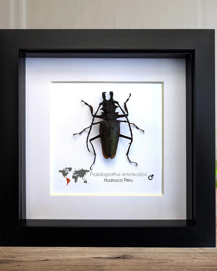 Framed Psalidognathus antonkozlovi Beetle, Ethically Sourced Entomology Art