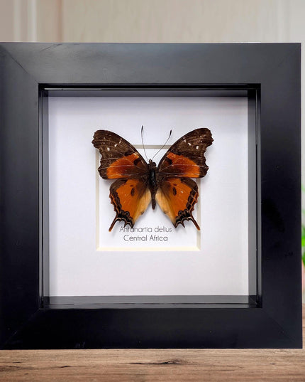 Framed Forest Admiral Butterfly, Ethically Sourced Taxidermy Moth, Bug Wall Art, 6x6