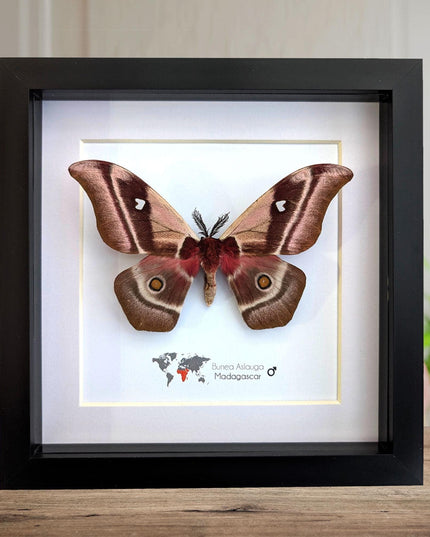Framed madagascar emperor moth, bunaea aslauga, entomology wall art (8x8)