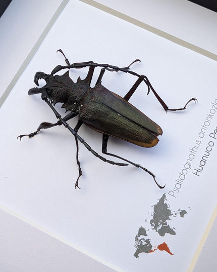 Framed Psalidognathus antonkozlovi Beetle, Ethically Sourced Entomology Art