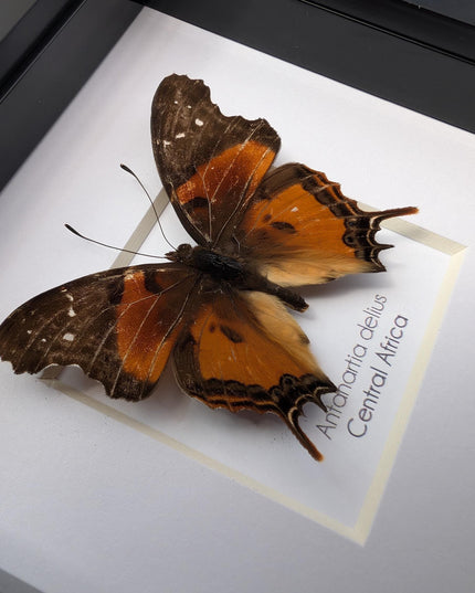 Framed Forest Admiral Butterfly, Ethically Sourced Taxidermy Moth, Bug Wall Art, 6x6
