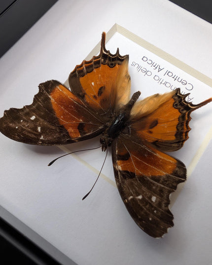 Framed Forest Admiral Butterfly, Ethically Sourced Taxidermy Moth, Bug Wall Art, 6x6