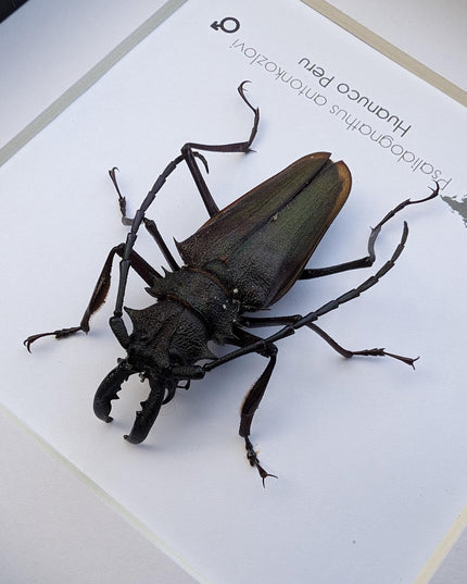 Framed Psalidognathus antonkozlovi Beetle, Ethically Sourced Entomology Art