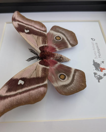 Framed madagascar emperor moth, bunaea aslauga, entomology wall art (8x8)