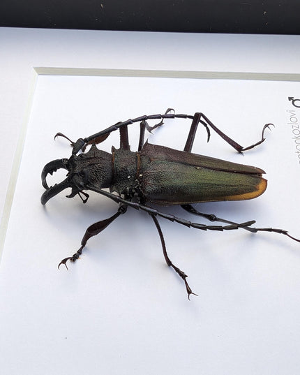 Framed Psalidognathus antonkozlovi Beetle, Ethically Sourced Entomology Art