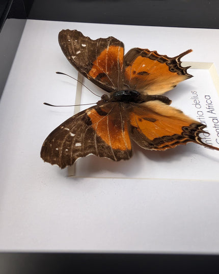 Framed Forest Admiral Butterfly, Ethically Sourced Taxidermy Moth, Bug Wall Art, 6x6