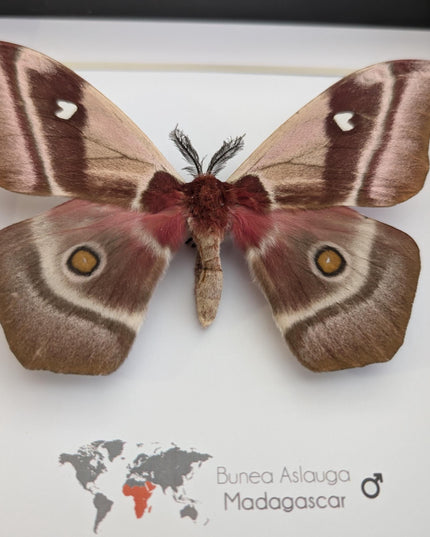 Framed madagascar emperor moth, bunaea aslauga, entomology wall art (8x8)
