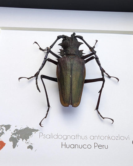 Framed Psalidognathus antonkozlovi Beetle, Ethically Sourced Entomology Art