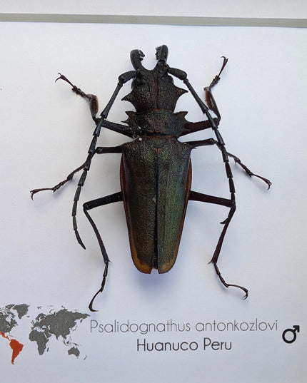 Framed Psalidognathus antonkozlovi Beetle, Ethically Sourced Entomology Art