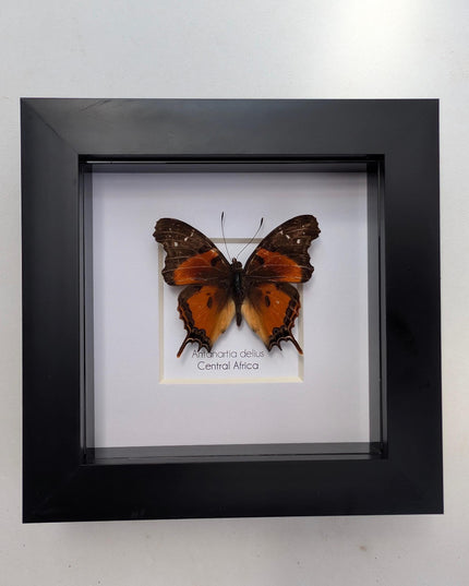 Framed Forest Admiral Butterfly, Ethically Sourced Taxidermy Moth, Bug Wall Art, 6x6